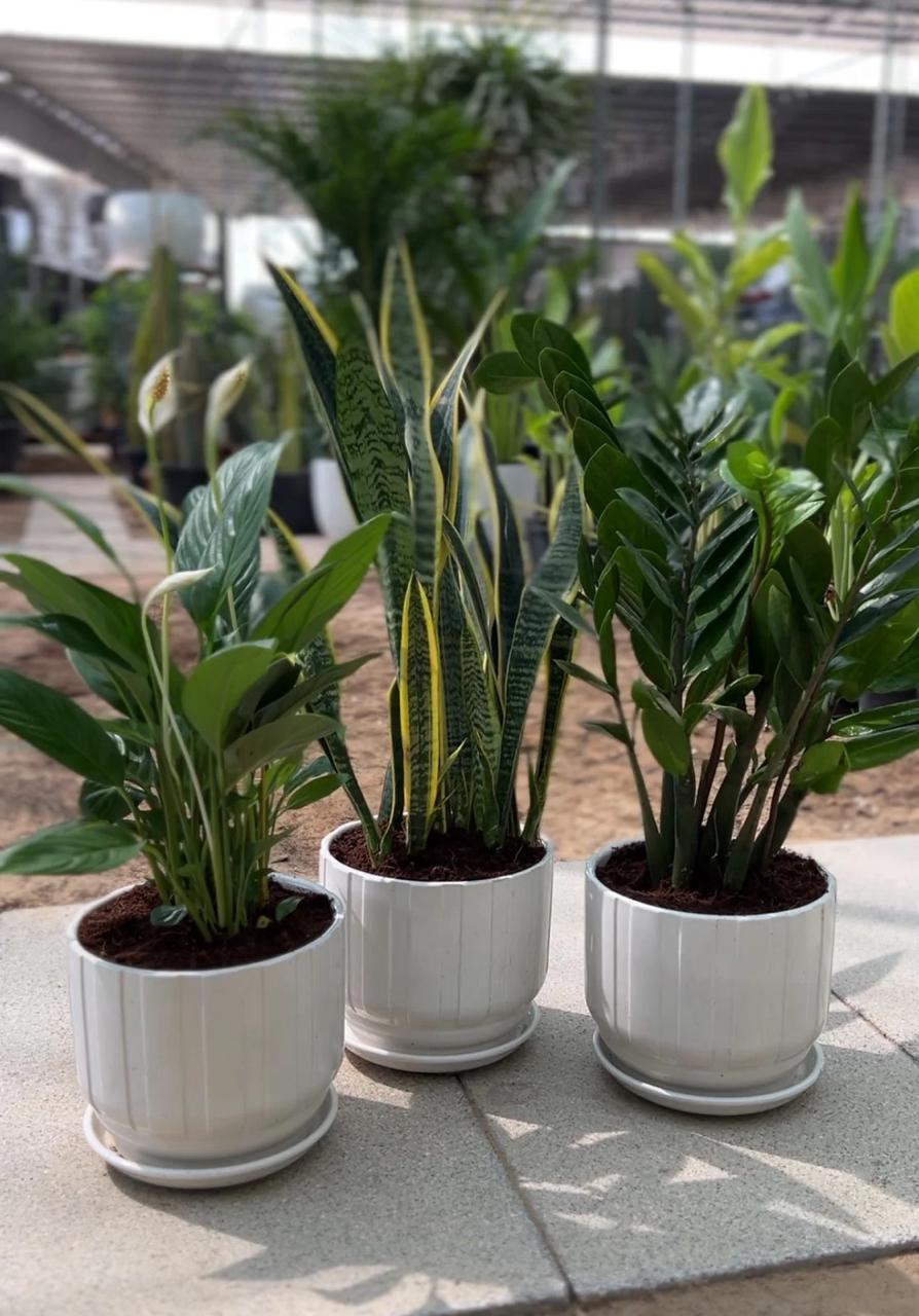 12 Best Indoor Plants for Dubai Homes including Snake Plant, ZZ Plant, Monstera, Peace Lily and Areca Palm for UAE apartments and villas.