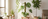 Indoor plant care tips for Dubai homes showing healthy Snake Plant, ZZ Plant and Monstera in a modern UAE living room