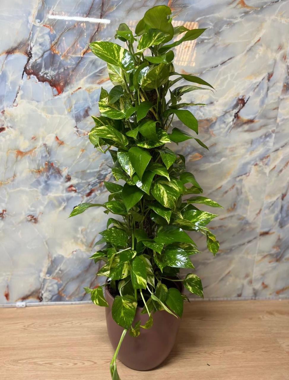 Buy Money Plant Dubai | نبات المال | Golden Pothos Indoor UAE