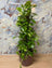 Buy Money Plant Dubai | نبات المال | Golden Pothos Indoor UAE