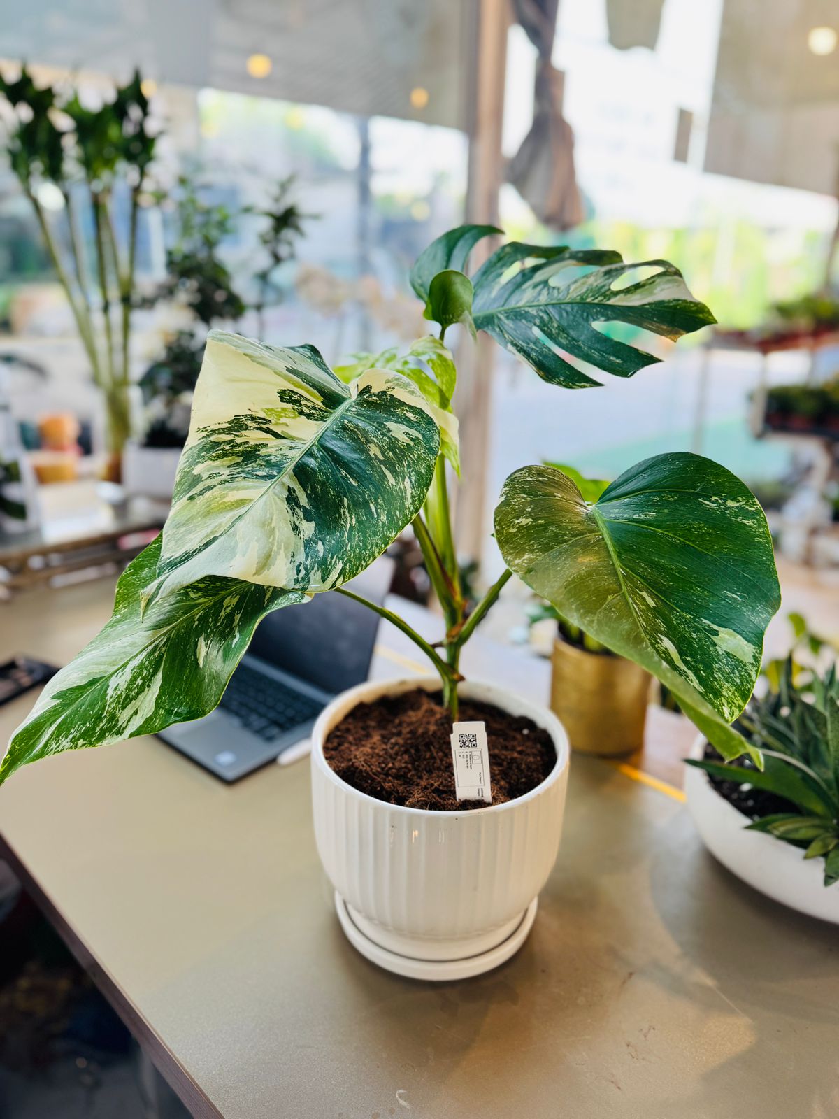 Buy Monstera Albo Dubai | مونستيرا ألبو | Rare Variegated Plant UAE
