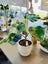 Buy Monstera Albo Dubai | مونستيرا ألبو | Rare Variegated Plant UAE