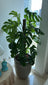 Buy Monstera Deliciosa Dubai | مونستيرا | Swiss Cheese Plant UAE