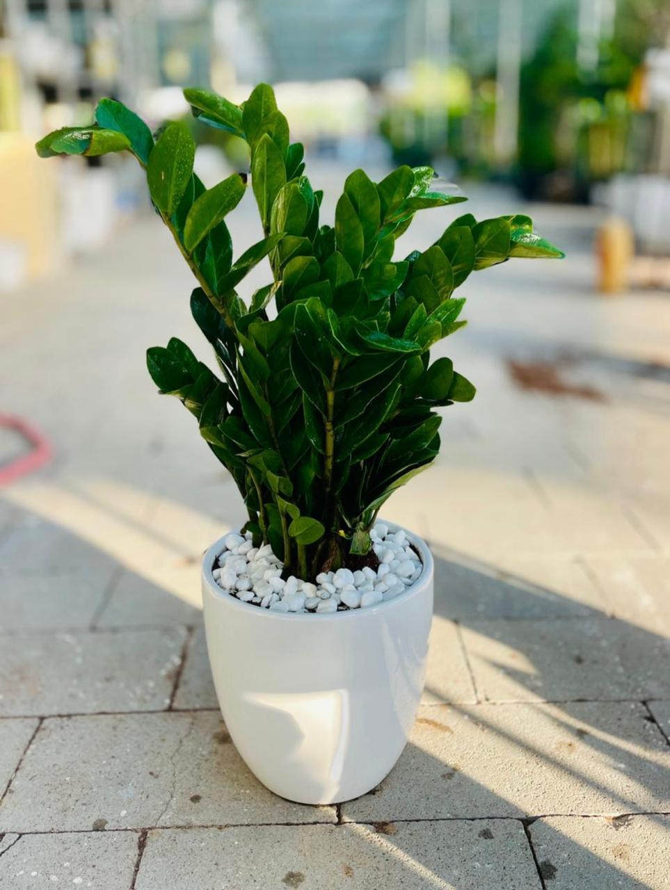 Buy ZZ Plant Dubai | نبات الزاميا | Zamioculcas Zamiifolia UAE