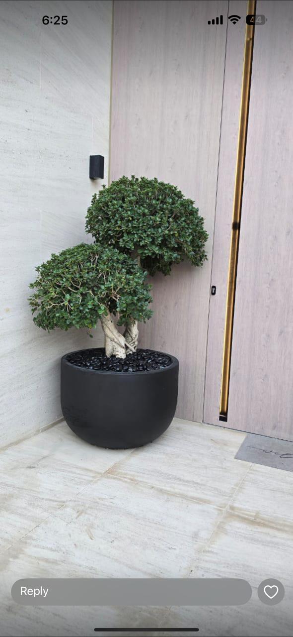 Ficus Bonsai Tree Dubai | بونساي فيكس خارجي | Indoor Outdoor UAE