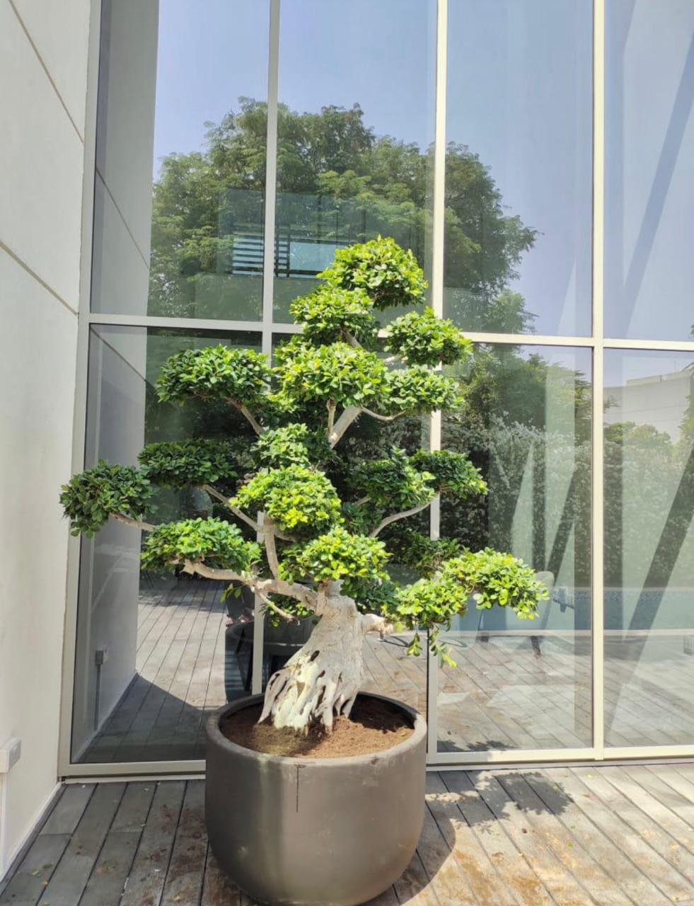 Ficus Microcarpa Bonsai Multihead Dubai | بونساي فيكس متعدد الجذوع UAE