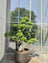 Ficus Microcarpa Bonsai Multihead Dubai | بونساي فيكس متعدد الجذوع UAE