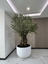 Ancient Olive Tree (Olea Europaea) - Fiber Luxury Pot