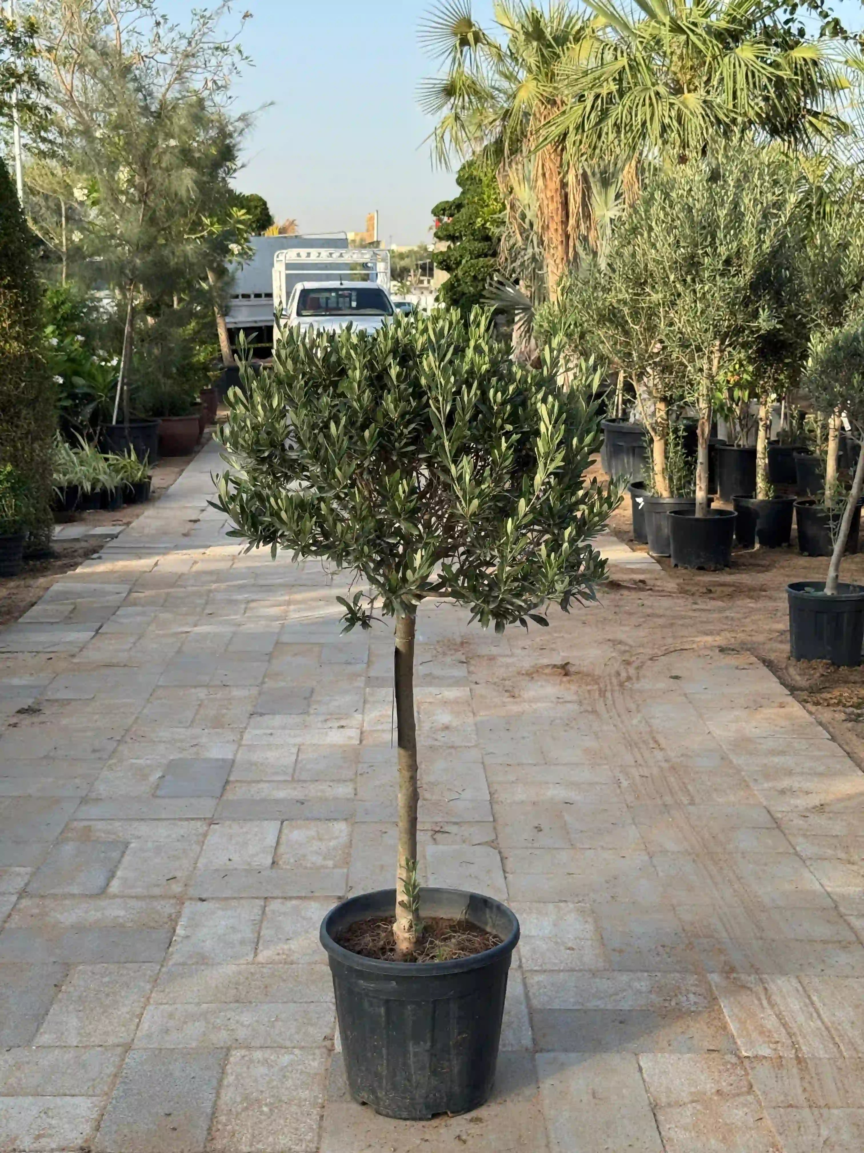 Olive Tree Bushy (Olea Europaea)