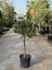 Olive Tree Bushy (Olea Europaea)