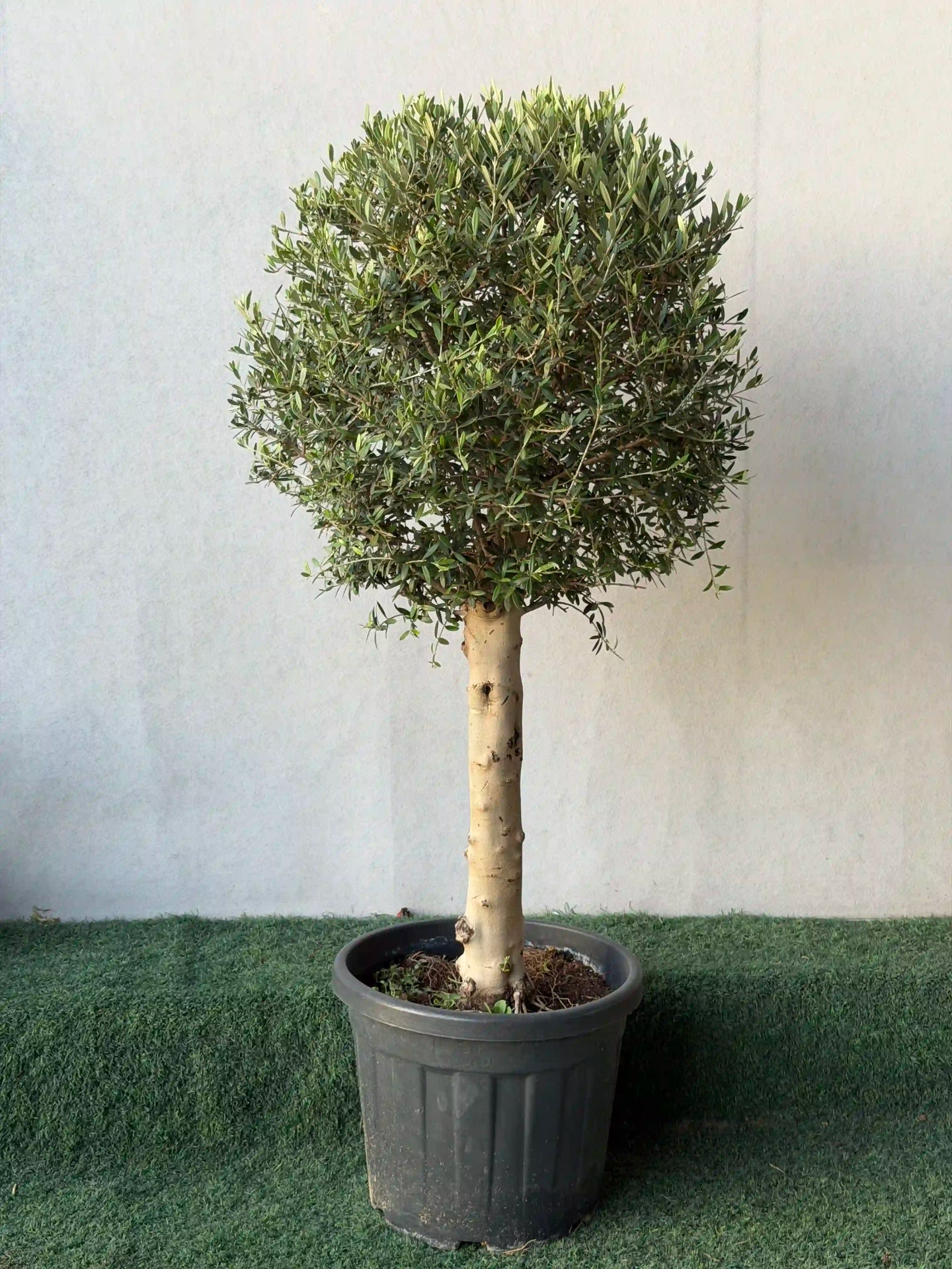 Olive Tree Thick Trunk (Olea Europaea)