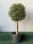 Olive Tree Thick Trunk (Olea Europaea)