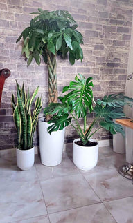 Indoor Plants Bundle Dubai | Money Tree, Monstera & Snake Plant UAE
