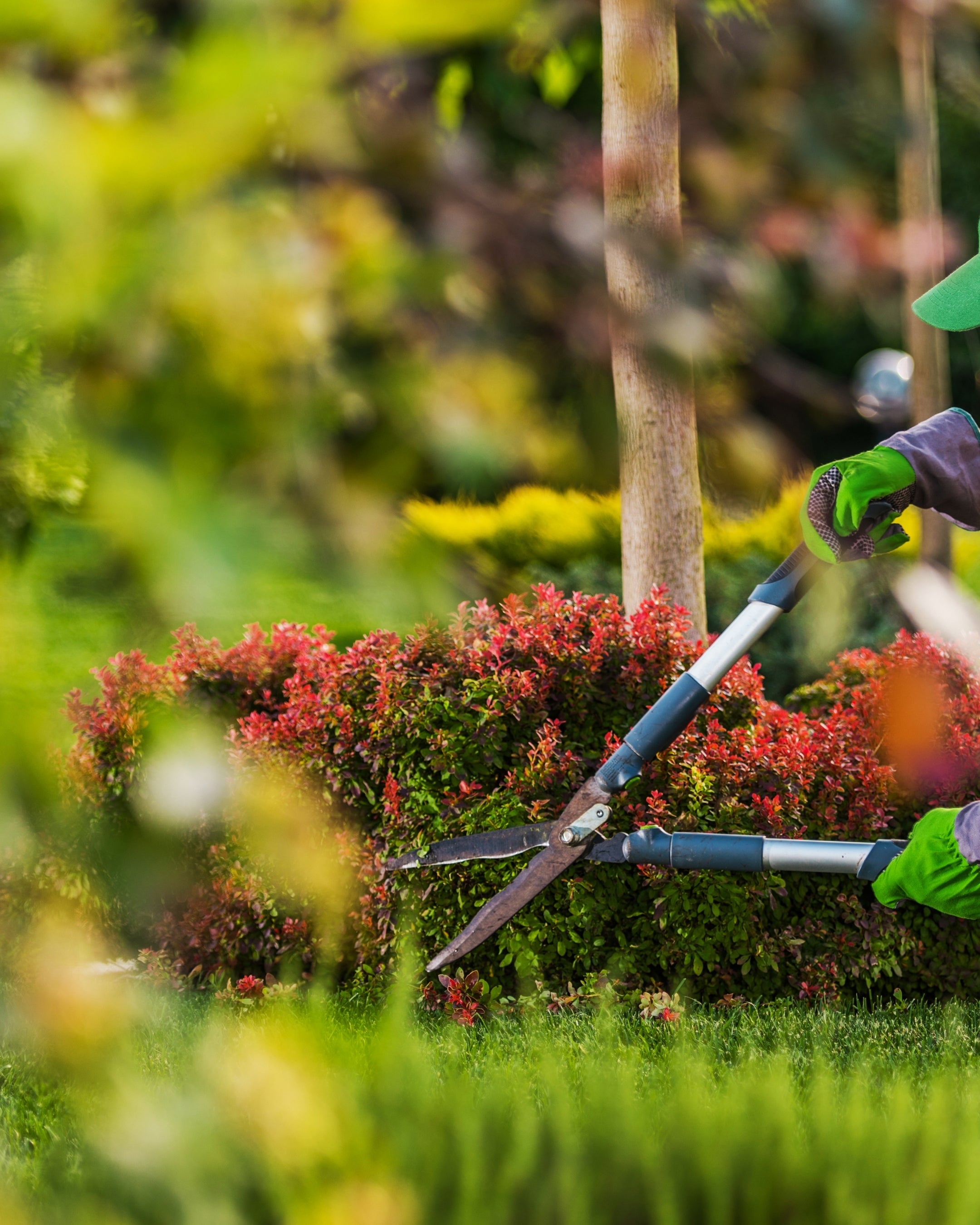 Plant Replacement Services in Dubai