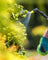 Plants Fertilization Programs in Dubai
