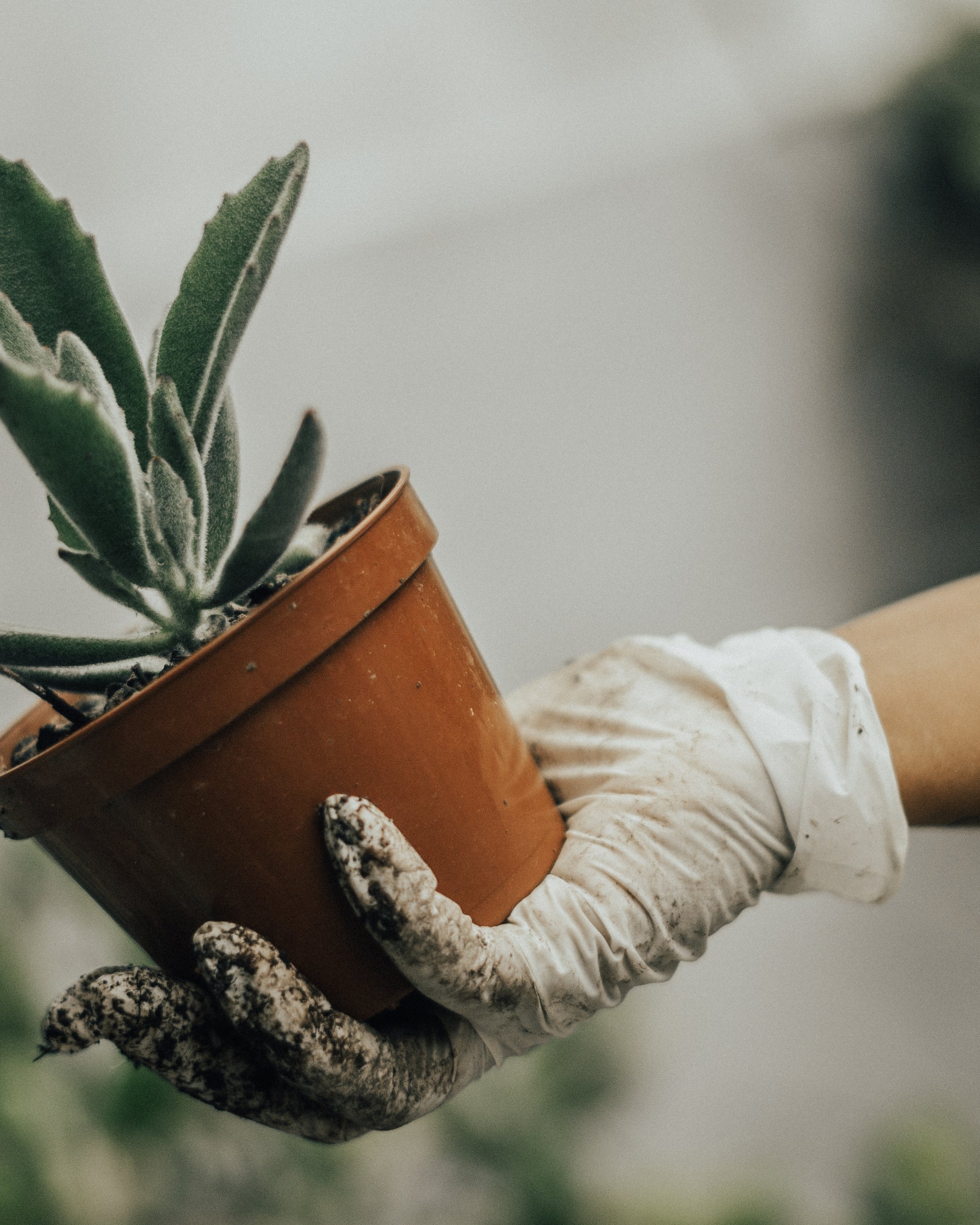 Pot Cleaning & Maintenance in Dubai