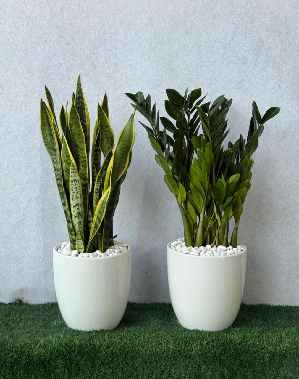 Snake & ZZ Plant Bundle with Pots Dubai | باقة نباتات مع أصص UAE