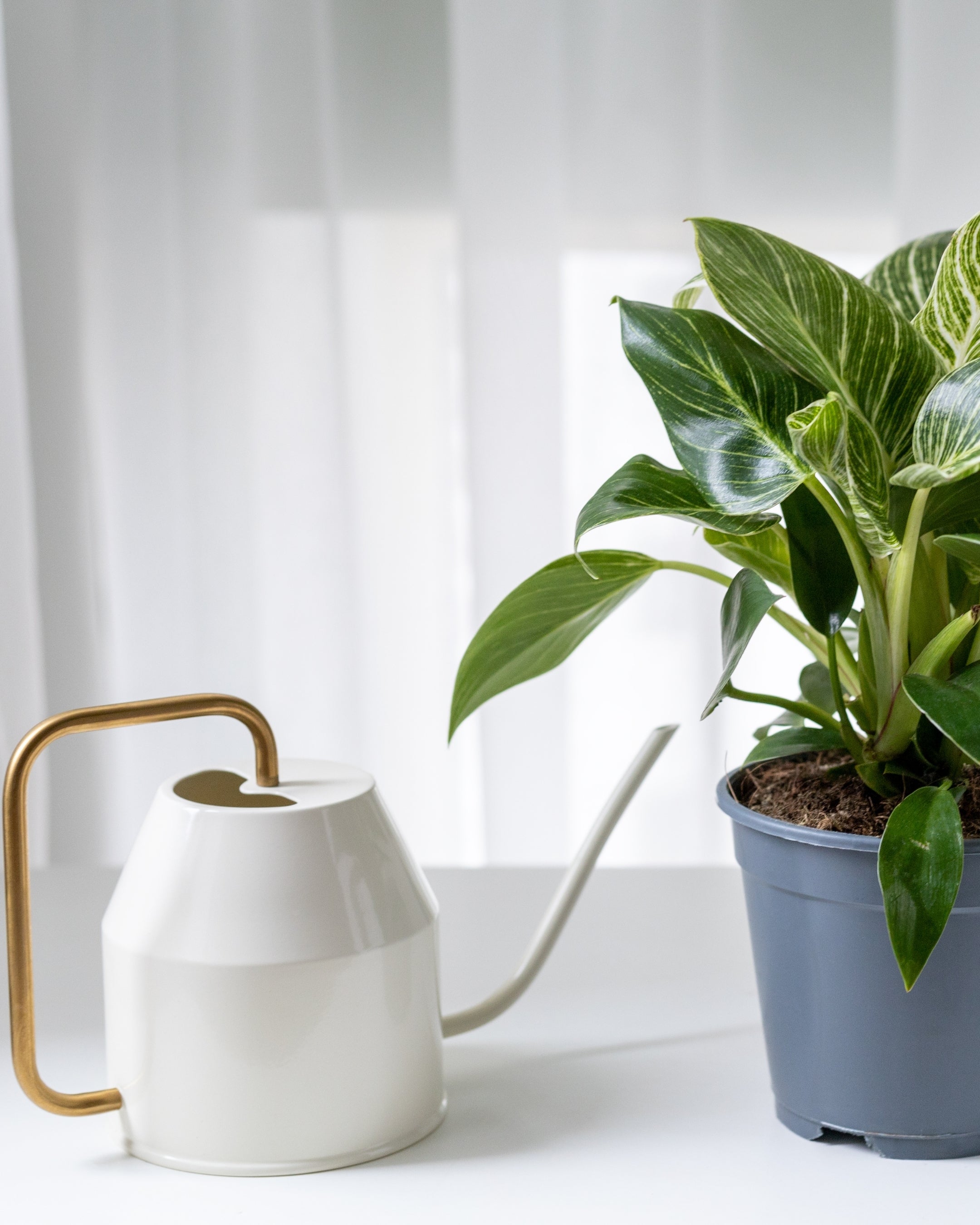 Watering Services - Indoor Plant Maintenance Services Nice Dream Landscape