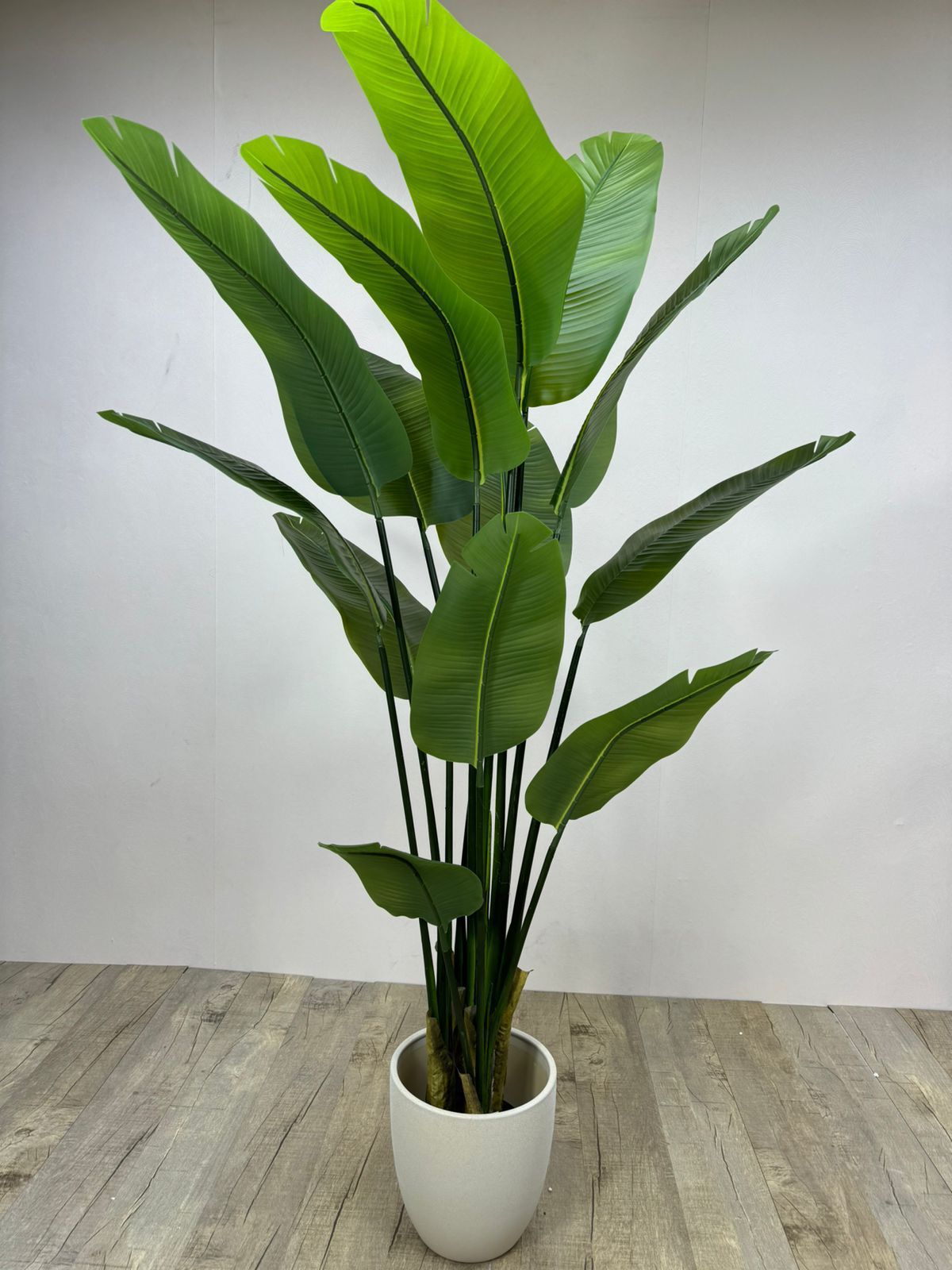 Buy Banana Palm in Dubai | Best Landscape Services in Dubai