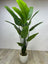 Buy Banana Palm in Dubai | Best Landscape Services in Dubai
