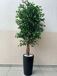 Weeping Fig Plant Dubai | Ficus Benjamina Indoor Tree — نبات التين الباكي دبي