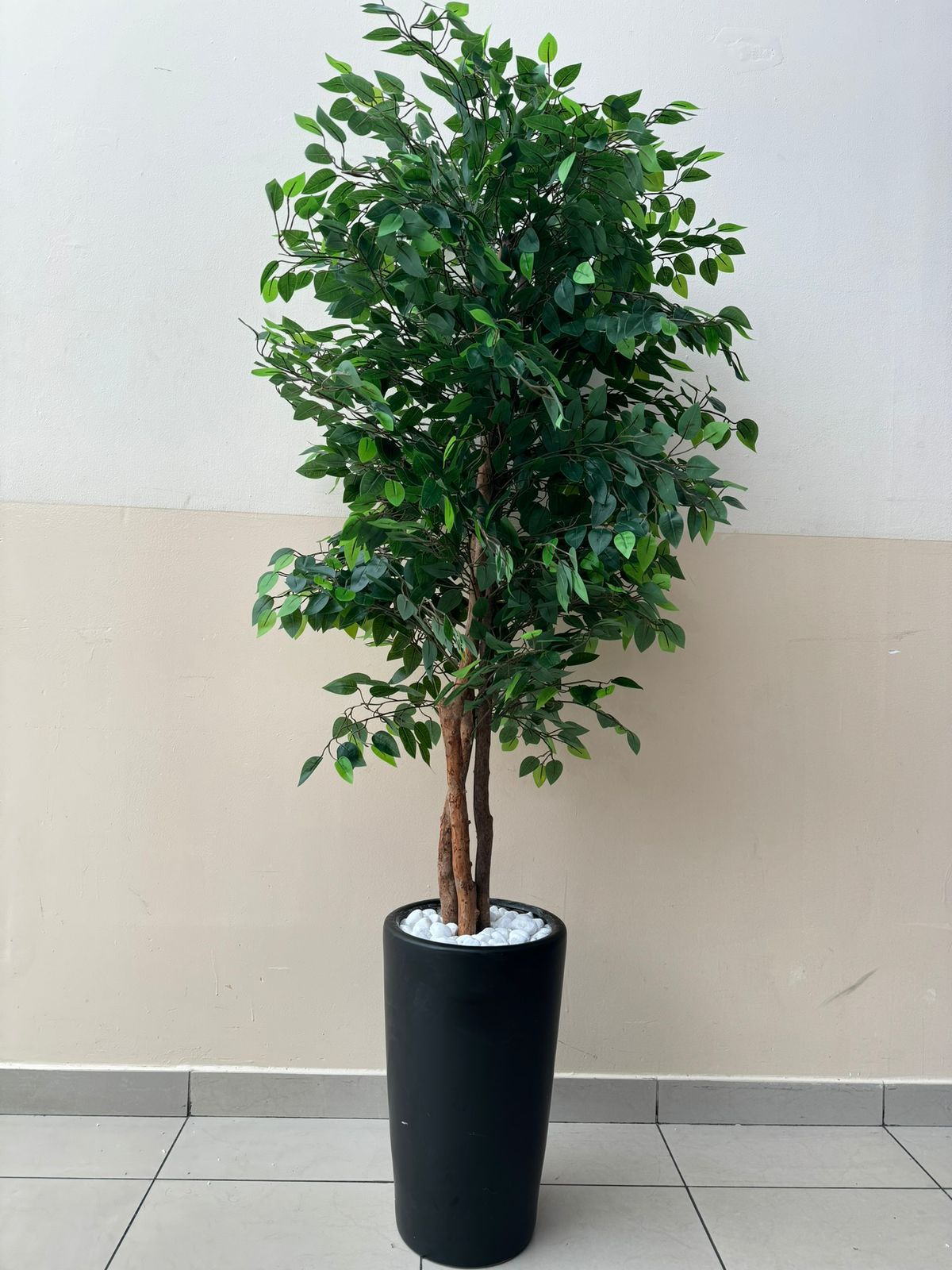 Weeping Fig Plant