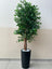 Weeping Fig Plant