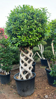 Ficus Cage Plant Dubai | Shaped Indoor Ficus Tree for Home & Office — فيكس القفص دبي