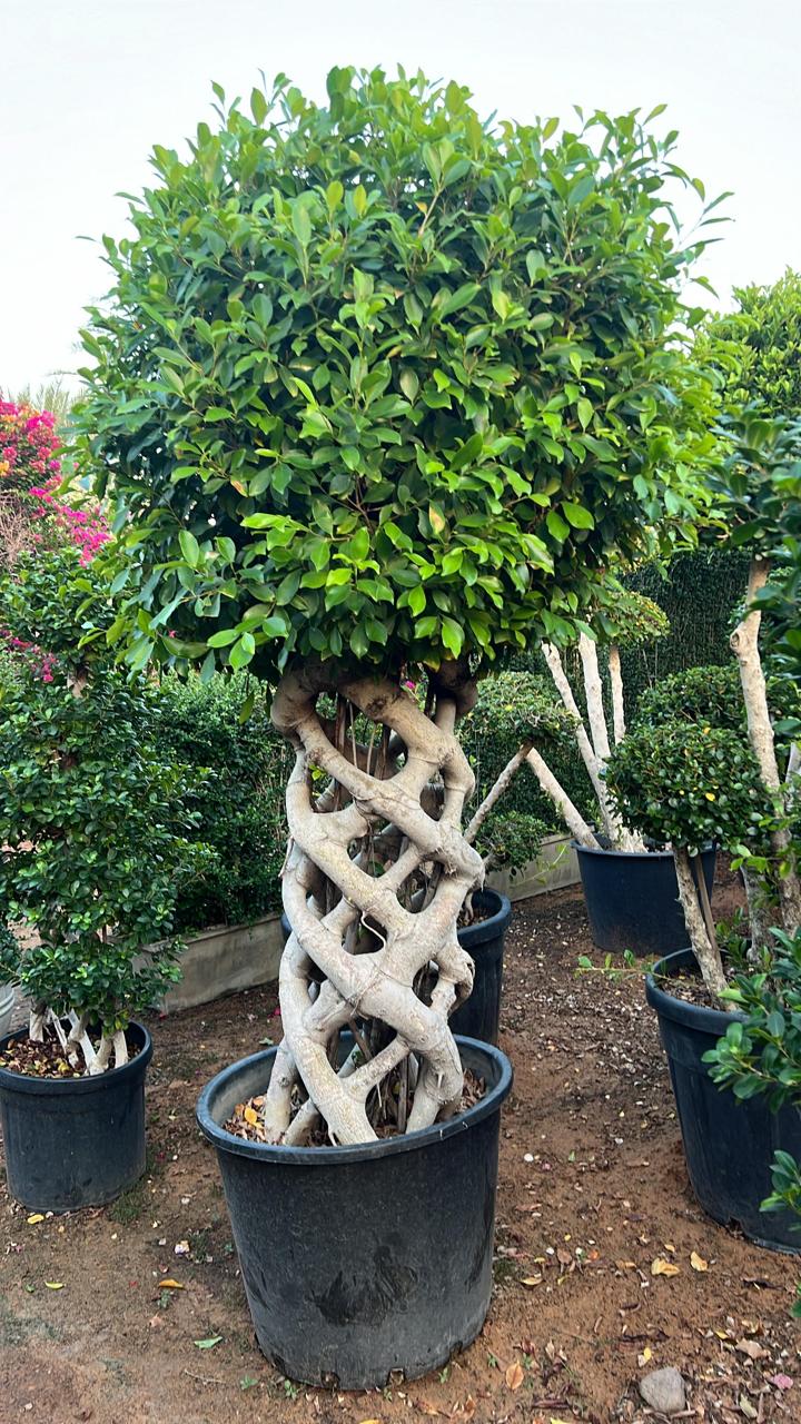 Ficus cage plant