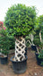 Ficus cage plant