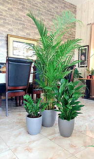 Buy Indoor Plants Pack UAE | Areca, Peace Lily & Zamia