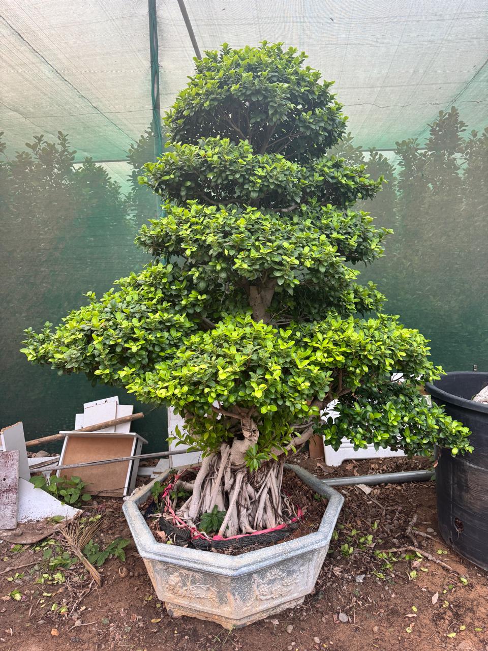 Ficus Bonsai