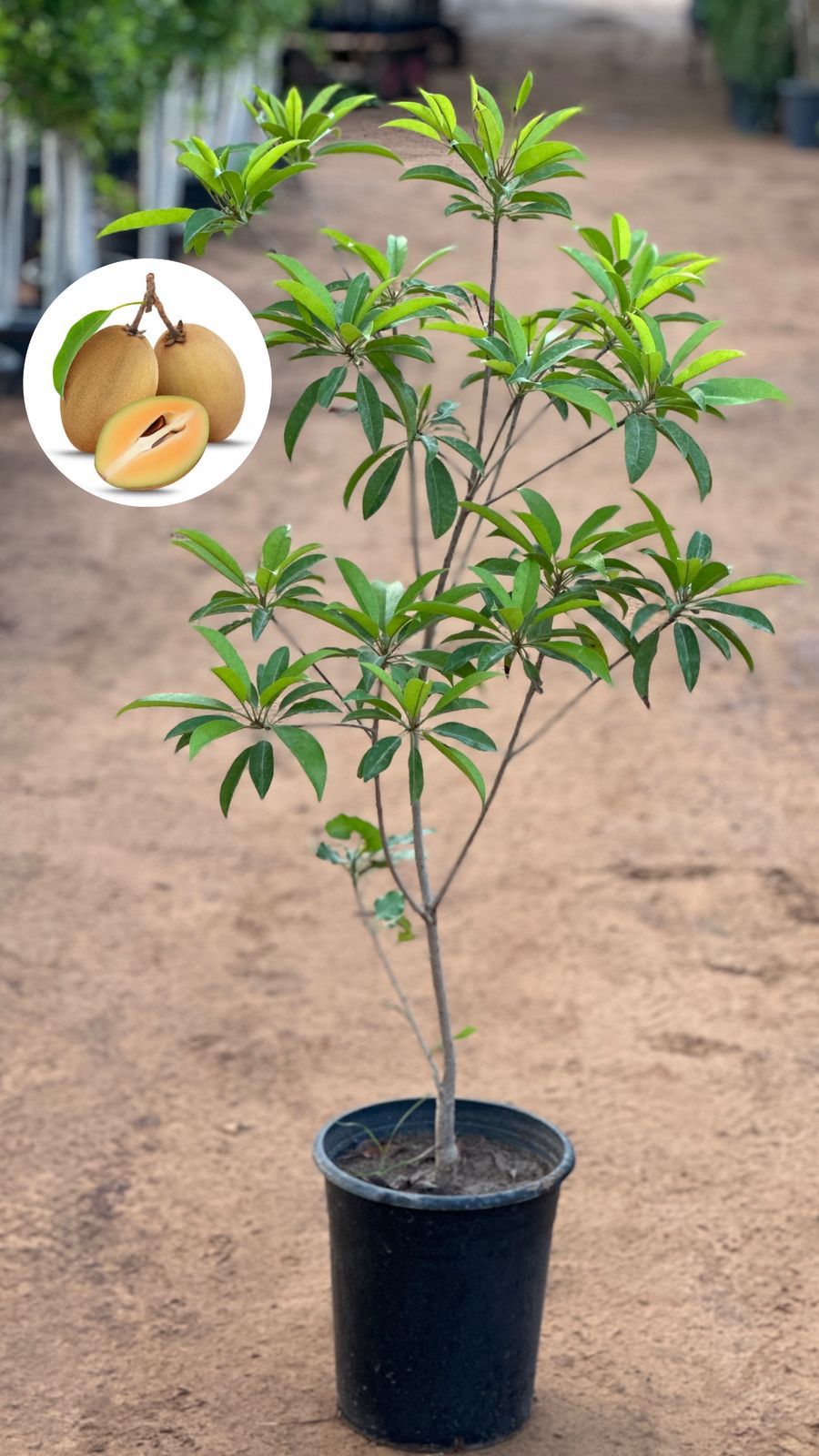 Chikoo Tree (Sapodilla) – Sweetness Meets Shade
