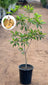 Chikoo Tree (Sapodilla) – Sweetness Meets Shade