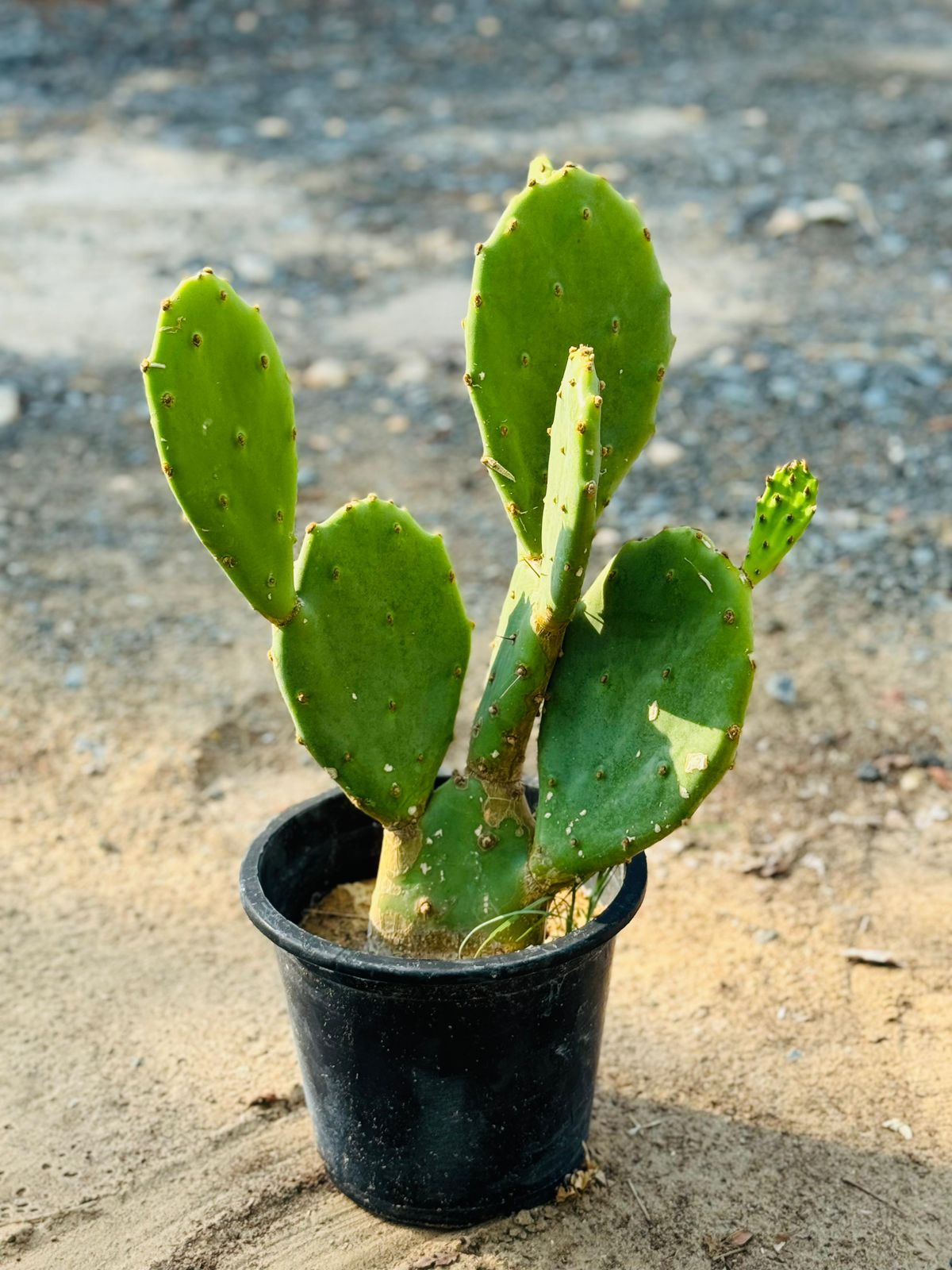 Buy Bunny Cactus Plant in Dubai