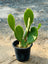 Buy Bunny Cactus Plant in Dubai