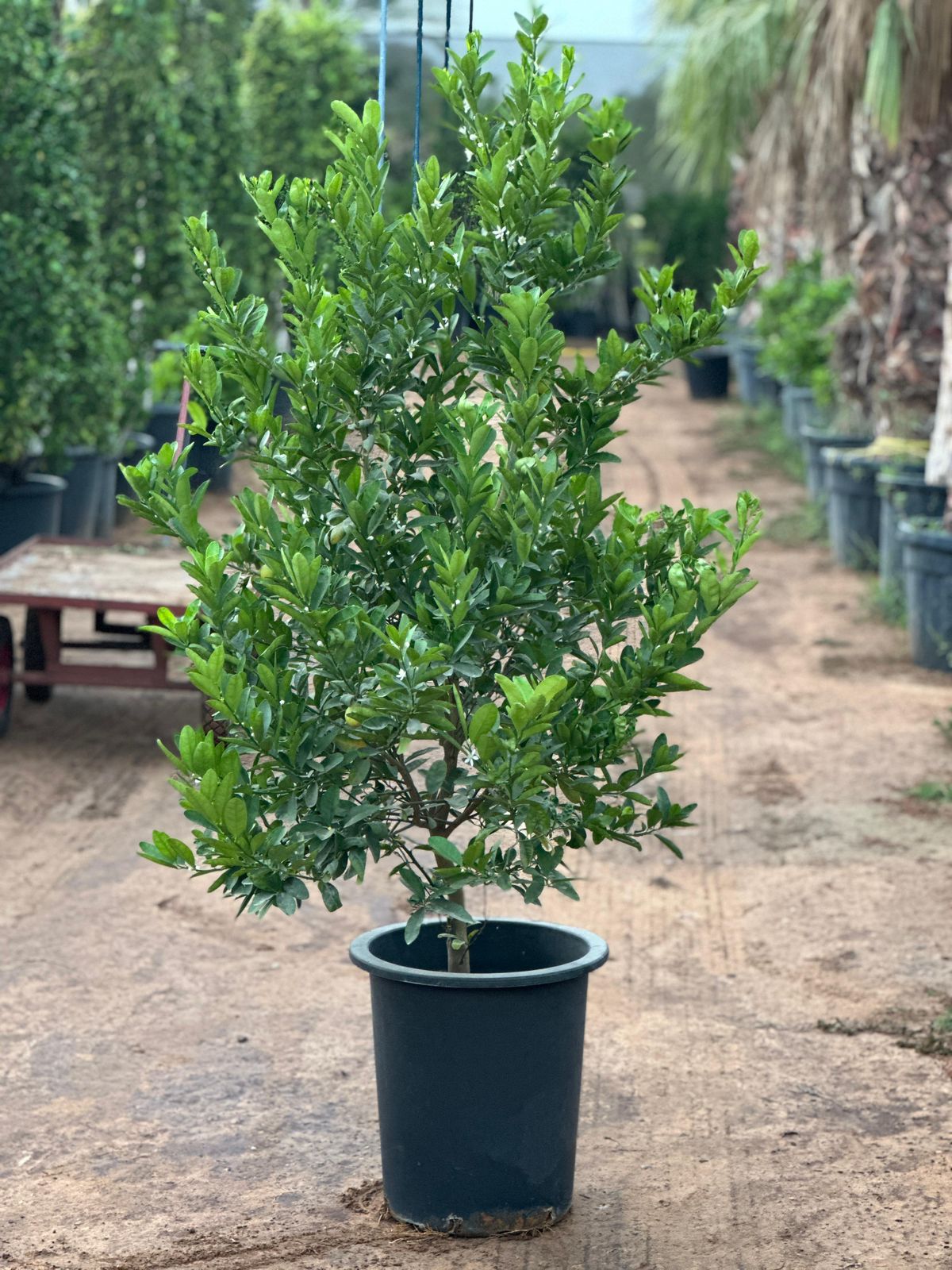 Lemon Pakistan Plant