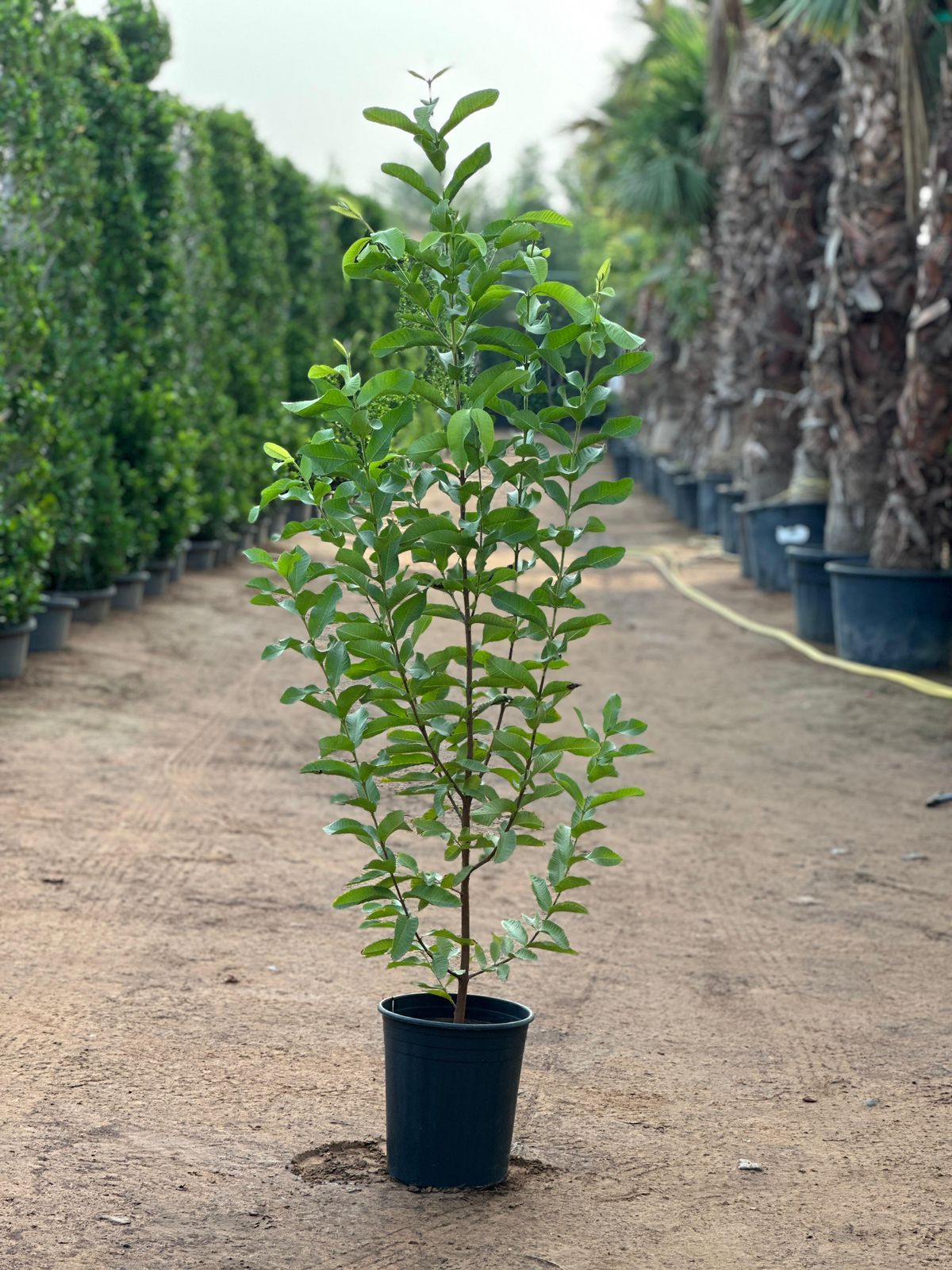 Guava Tree – Fresh, Fruity & Perfect for UAE Gardens
