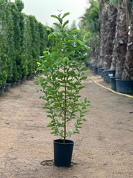 Buy Guava Tree Online in UAE | Fresh Fruit Plant Dubai