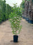 Guava Tree – Fresh, Fruity & Perfect for UAE Gardens