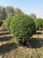 Claro Dum Dum Ball Plant