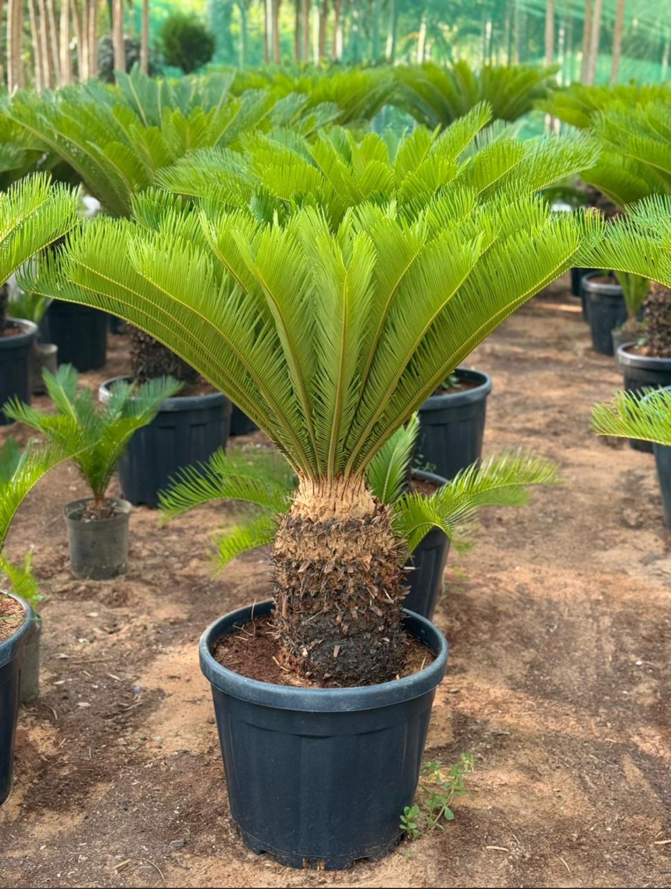Cycas Revoluta (Sago Palm)