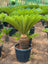 Cycas Revoluta (Sago Palm)