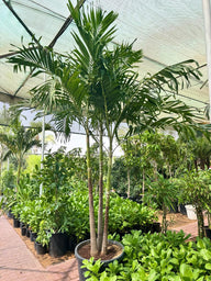 Buy Manila Palm in UAE | Outdoor Palm Tree Dubai