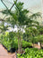 Buy Manila Palm in UAE | Outdoor Palm Tree Dubai