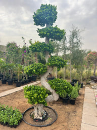 Buy Ficus Bonsai S Shape in Dubai UAE | Premium Indoor Plant