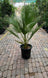 Buy Washingtonia Palm in Dubai UAE | Outdoor Palm Tree