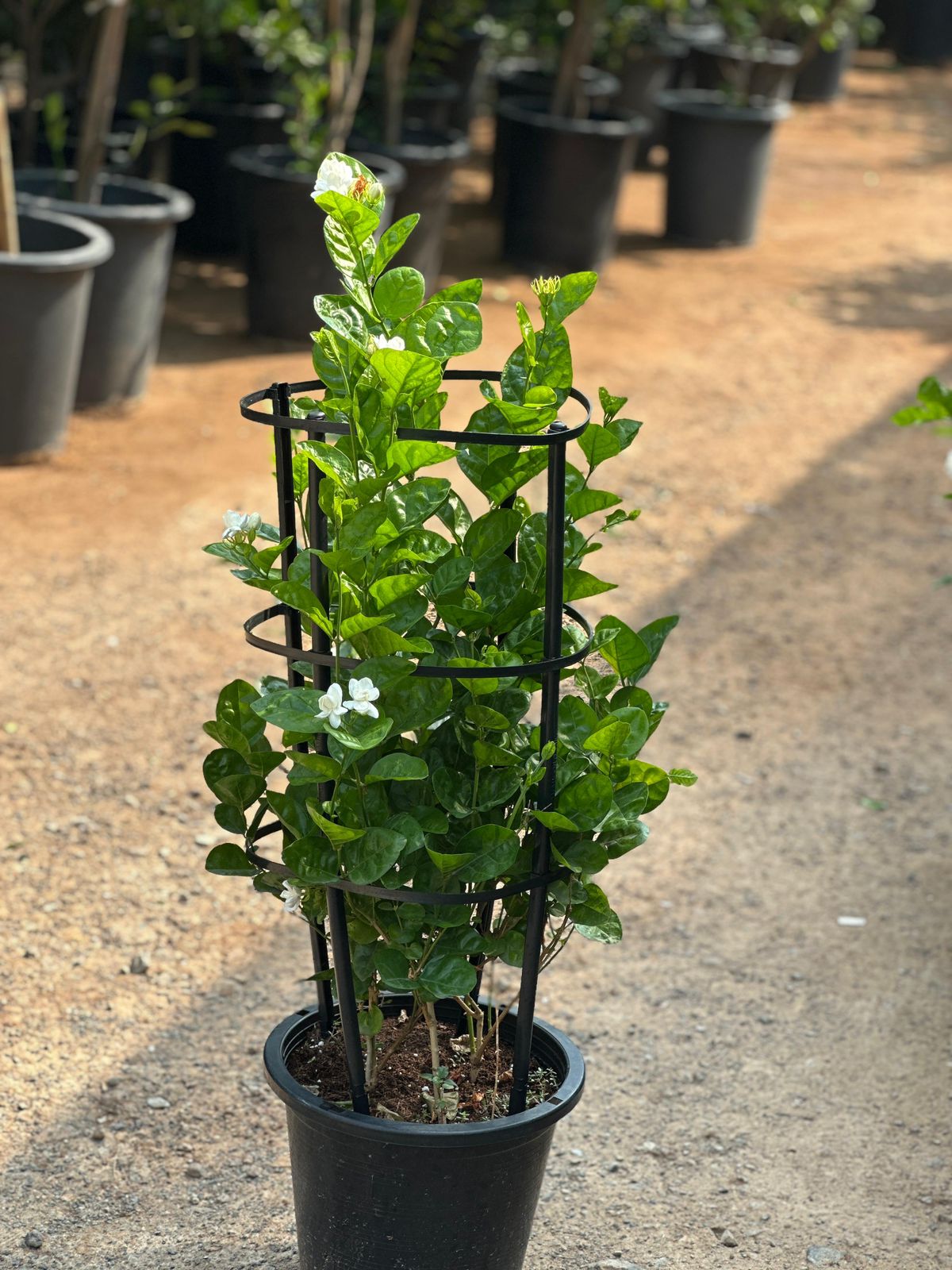 Buy Jasmine Climber in UAE | Jasminum Grandiflora Plant