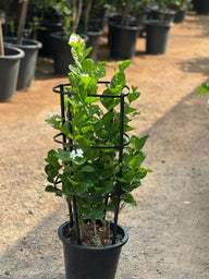 Buy Jasmine Climber in UAE | Jasminum Grandiflora Plant