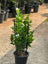 Buy Jasmine Climber in UAE | Jasminum Grandiflora Plant